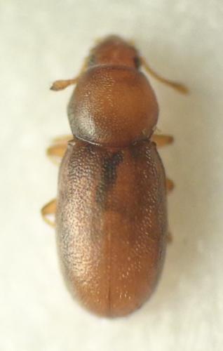 Alfieriella naxiana